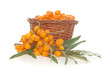 Buckthorn