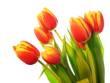 Tulips bouquet