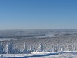 forêt scandinave