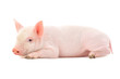Photo en ligne au meilleur prix Pig on white