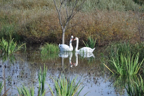 Photo: łabędzie łabędzie