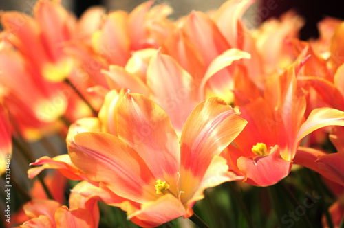Photo: Tulip. Flowers Tulip. Flowers