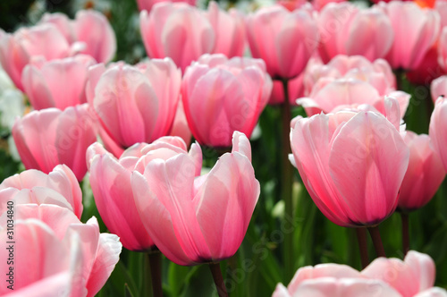 Photo: Hollandische Tulpen Hollandische Tulpen