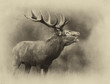 cerf chasse chasseur tradition brame bois cors cervidé mammifèr