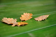 yellow autumn leaves