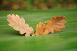 yellow autumn leaves