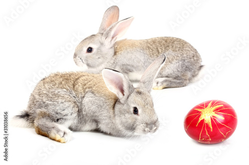 Photo: young rabbits young rabbits