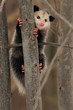 Virginia Opossum (Didelphis virginiana) Climbing a Tree