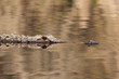 Alligator in the Suwannee River - Okefenokee Swamp, Georgia