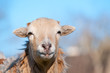 Foto: Schaf Schaf
