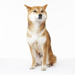 犬