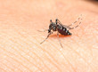 mosquito