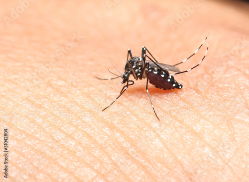 Photo: mosquito mosquito