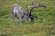 Rentier - Rangifer tarandus