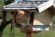 Katze im Vogelhaus