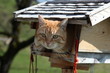 Katze im Vogelhaus
