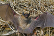 Bat 16