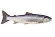 big salmon