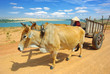 Cart harnessed by bulls in  Mui Ne  District, Vietnam