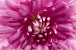 Calendula macro