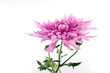 calendula
