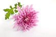 calendula