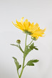 calendula