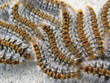 chenille