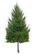holiday sapling
