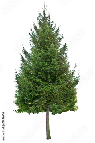 Photo: holiday sapling holiday sapling