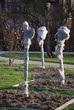 Protected trees in winter