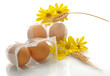 Bio eggs