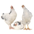 Chickens on white background