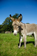 Young donkey