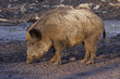 Wildschwein Wildschwein