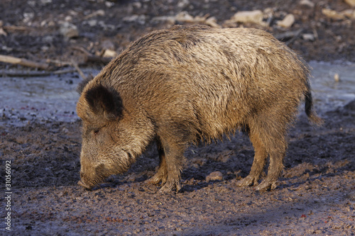Photo: Wildschwein Wildschwein