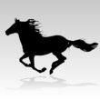 horse running
