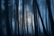 Mysterious forest