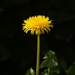 pissenlits et feuilles