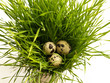 quail eggs in the grass nest