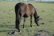 Pferd Pferd
