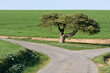 Arbre au milieu de deux routes (Gers,Gascogne) Arbre au milieu de deux routes (Gers,Gascogne)