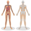 Human Anatomy of woman