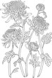 isolated japanese chrysanthemum flowers blossoms leaves isolated japanese chrysanthemum flowers blossoms leaves