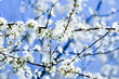 Frühlingsboten