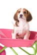 adorable beagle puppy playing