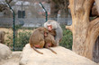 Baboons Cuddling