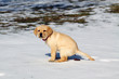 Pooping dog