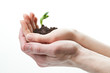Photo: father holding a mother hand with sprout father holding a mother hand with sprout