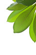 Plumeria leaves isolated on white background.